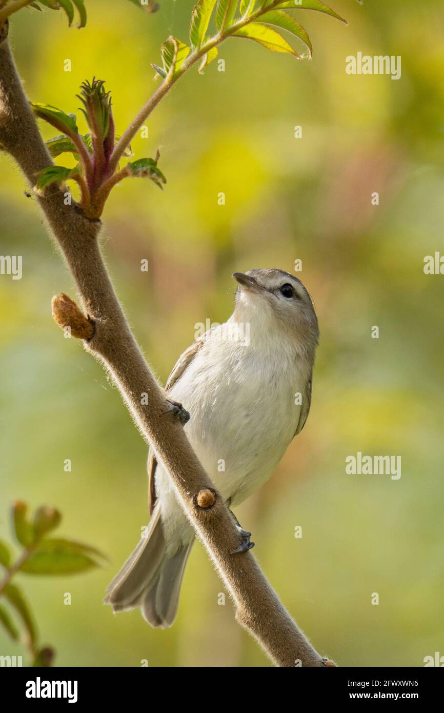 Vireo in guerra, (Vireo gilvus) uccello Foto Stock