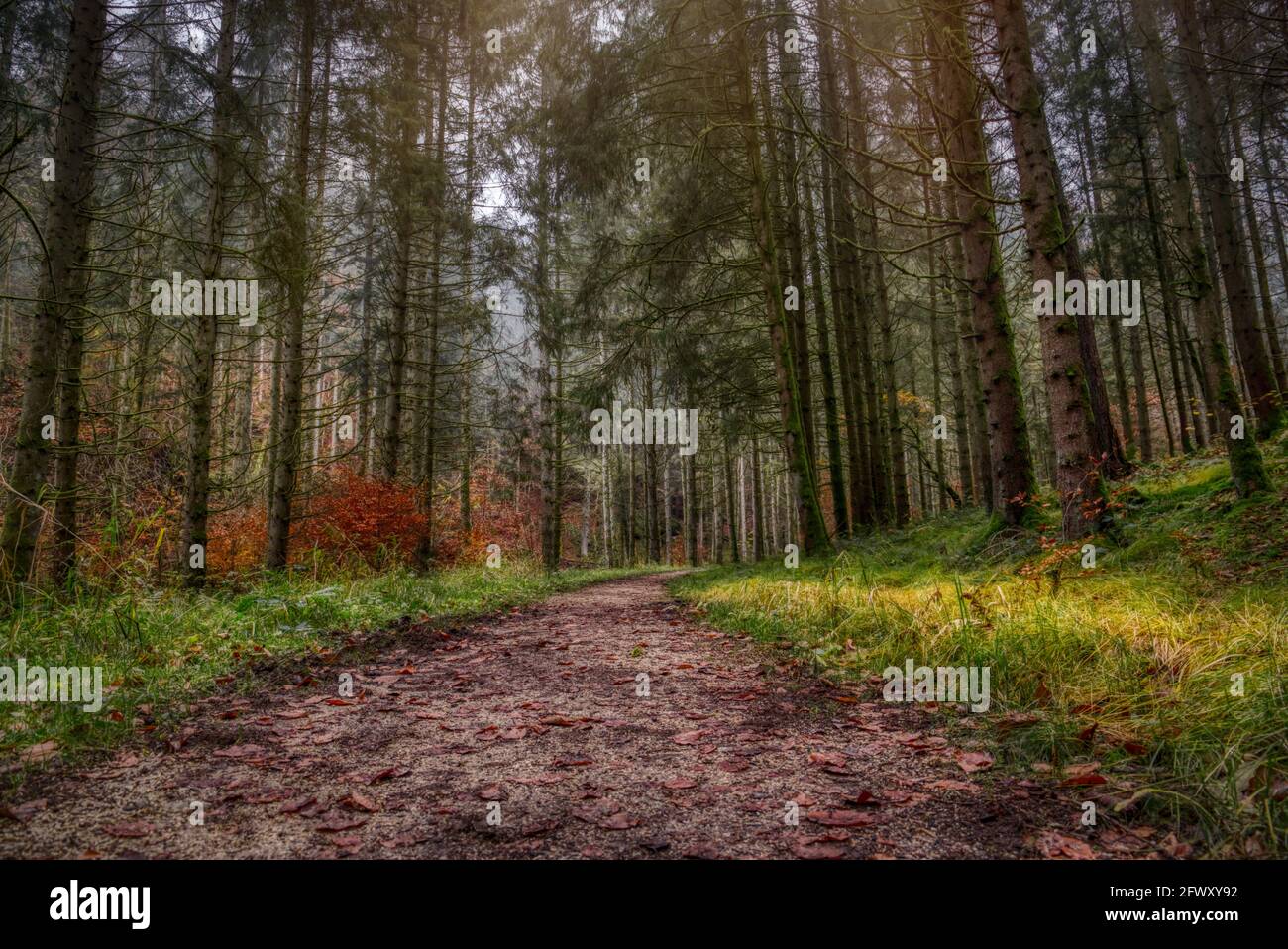 Un sentiero ombreggiato nella foresta Foto Stock