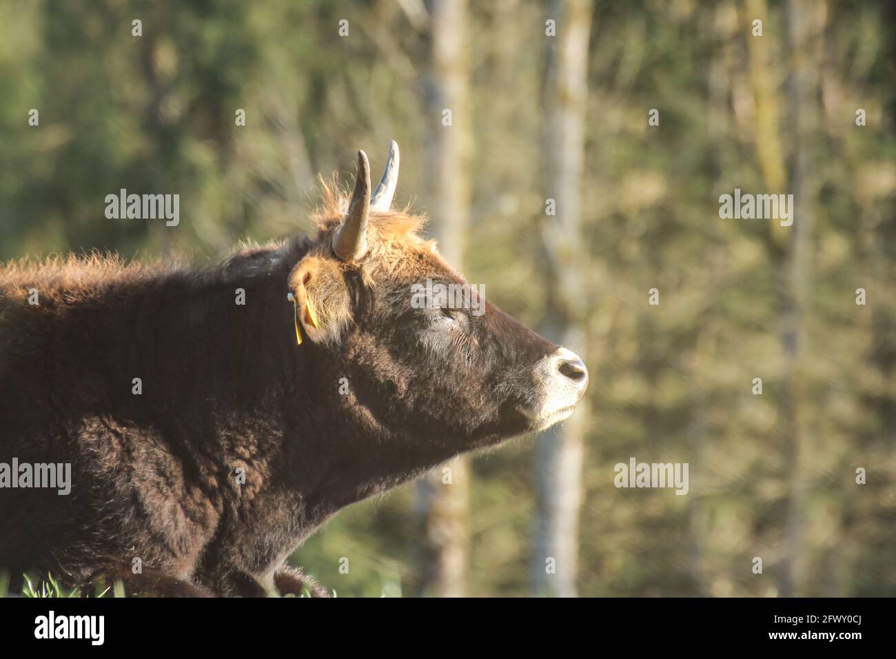 ritratto di una mucca aurocchia che gode della luce del sole su un prato Foto Stock