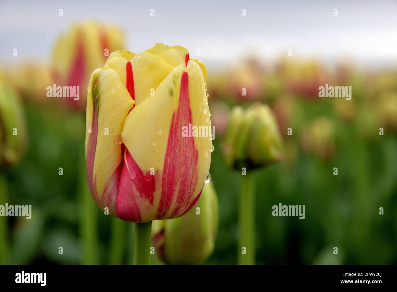 Mattina fresco Foto Stock