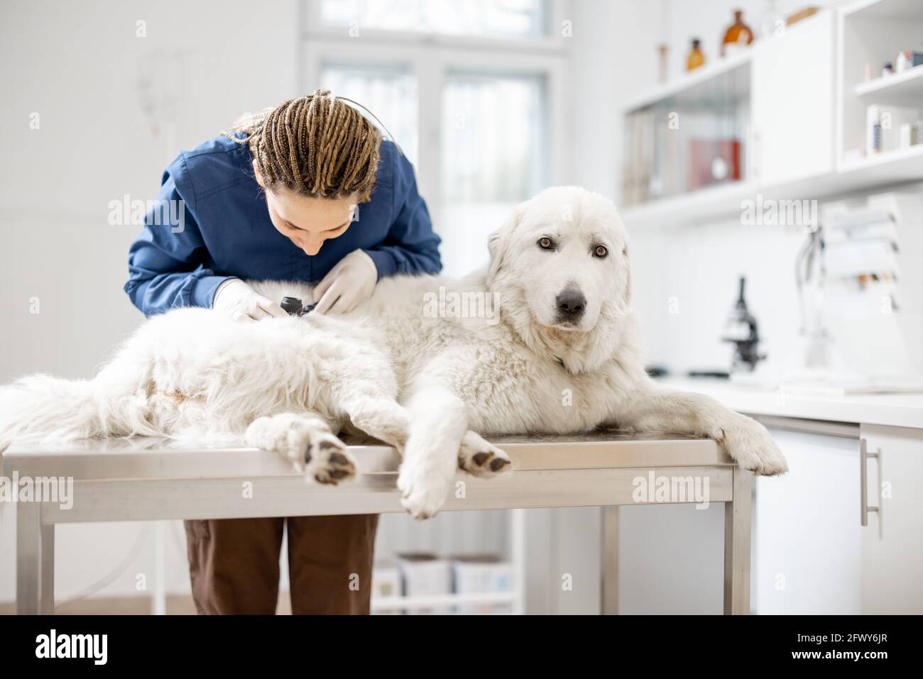 Veterinario guarda la pelle e la pelliccia del cane per controllare la salute e l'igiene, mentre il paziente mentendo e rilassarsi sul tavolo in clinica veterinario. Guardando la fotocamera. Foto Stock