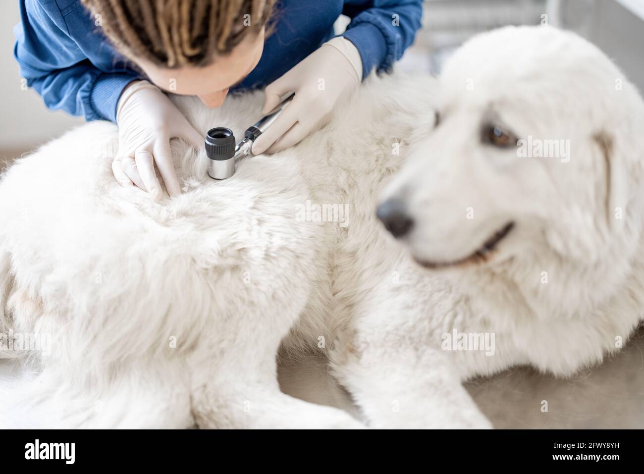 Veterinario guarda la pelle e la pelliccia del cane per controllare la salute e l'igiene, mentre il paziente mentendo e rilassarsi sul tavolo in clinica veterinario. Dall'alto. Foto Stock