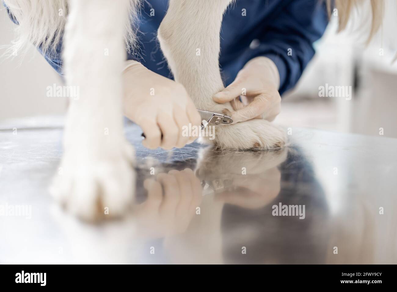 Veterinario tagliare le artigli di un grande cane bianco in una clinica veterinaria, mentre il paziente in piedi al tavolo esame. Primo piano sulla zampa. Foto Stock