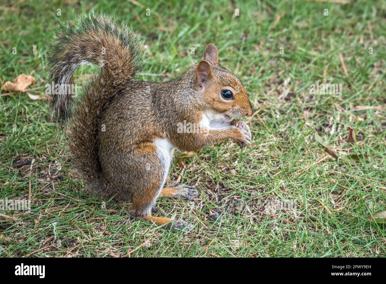 Scoiattolo grigio orientale (Sciurus carolinensis) in piedi su un prato d'erba in Uptown Columbus, Georgia. (STATI UNITI) Foto Stock