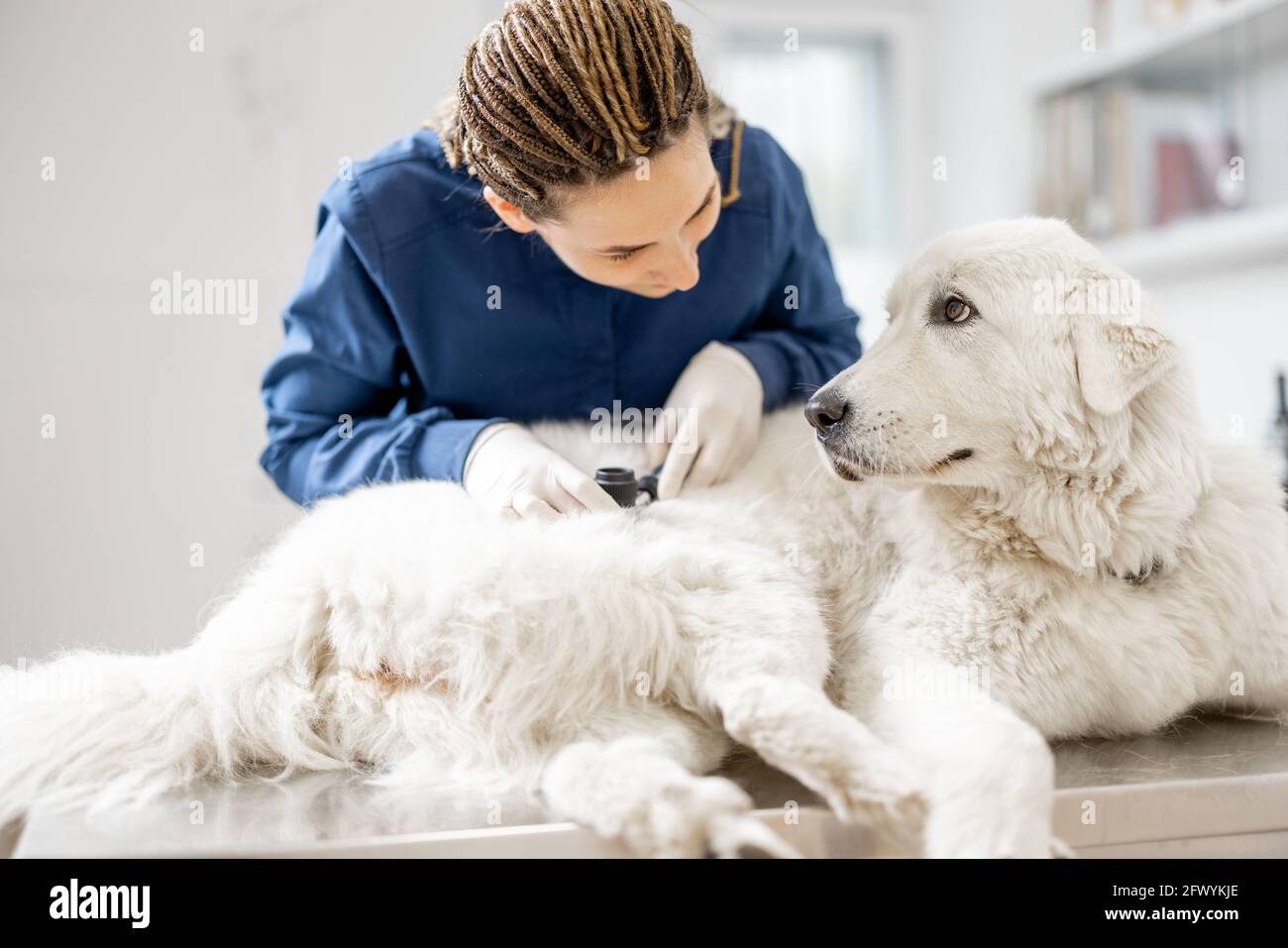 Il cane guarda il veterinario mentre il medico guarda la pelle del cane e la pelliccia per controllare la salute e l'igiene sulla tabella di veterinario in clinica. Amicizia e fiducia. Cura degli animali domestici. Foto Stock
