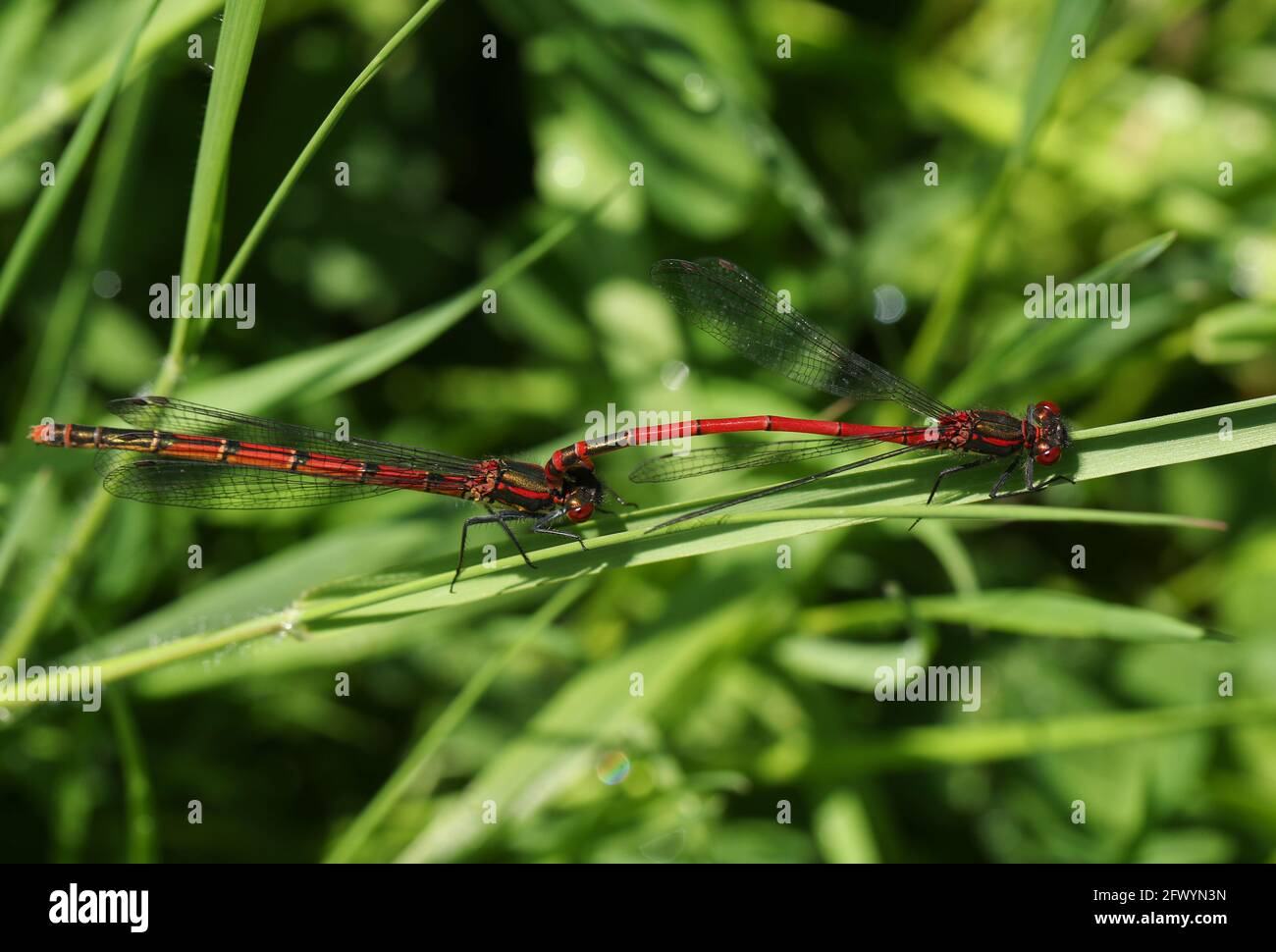 Un accoppiamento di Damselfly rosso grande, la ninfula di Pyrhosoma, perching su una lama di erba. Foto Stock
