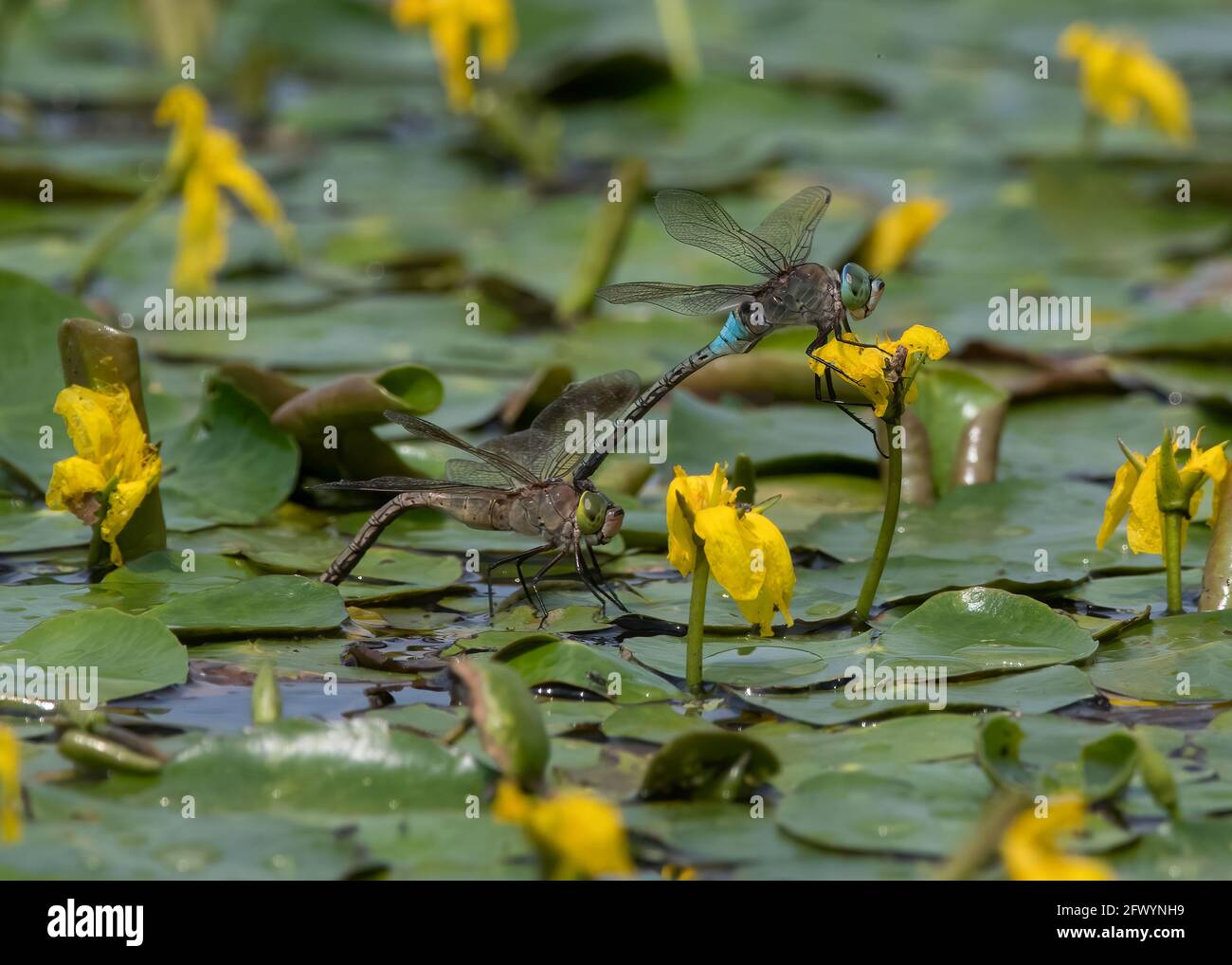 Dragonflies imperatore minore, maschio e femmina in tandem che depone uova su un grande stagno, Parco Nazionale di Hortobágy, Ungheria Foto Stock