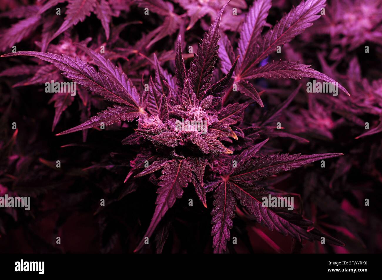 Primo piano della macchia di cannabis in scatola di crescita con lampada di fito a LED. Il neon rosa si illumina. Micro crescita. Foto Stock