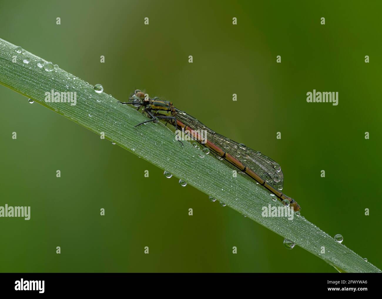 Grande Dasselfly rosso (Pyrhosoma nymphula), femmina che riposa sul bulrush iin la mattina presto, Dumfries, Scozia del sud-ovest Foto Stock