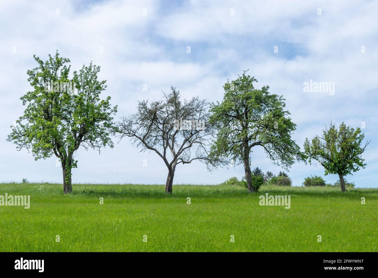 Gruppo di alberi di fronte al cielo blu preso vicino a Leihgestern in Hessen, Germania Foto Stock