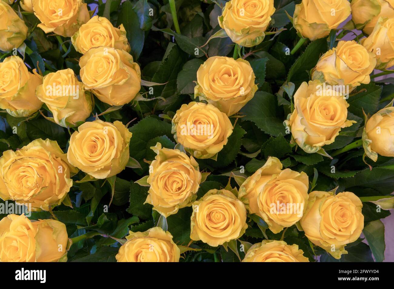 Bouquet di rose gialle primo piano. Sfondo di fiori di rose. Foto Stock