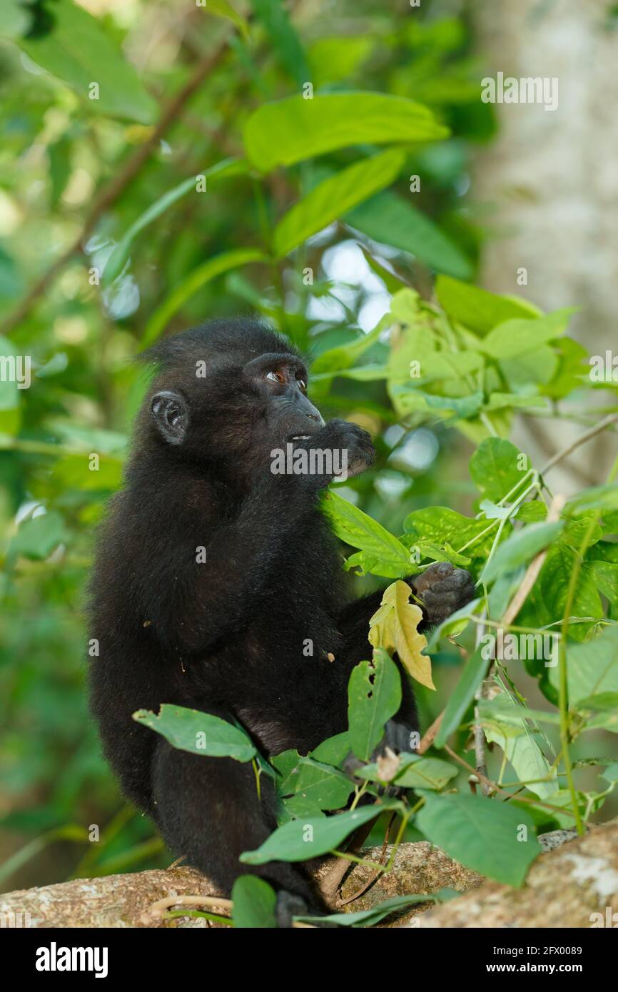 Scimmia endemica Celebes macaco crestato (Macaca nigra) conosciuto come scimmia nera su albero nella foresta pluviale, Riserva Naturale di Tangkoko nel Nord Sulawesi, Indon Foto Stock