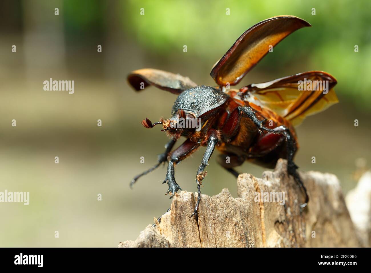 beetle nella foresta pluviale di Tangkoko. Scarabeo di rinoceronte, scarabeo di Rhino, scarabeo di Ercole, scarabeo di Corno femmina. Indonesia fauna selvatica Foto Stock
