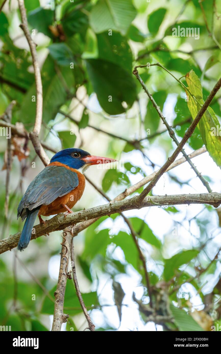 Un bellissimo e colorato uccello verde-backed kingfisher (Actenoides monachus) perches su un ramo nella giungla indonesiana, specie endemiche per la fauna selvatica indonesiana, Foto Stock