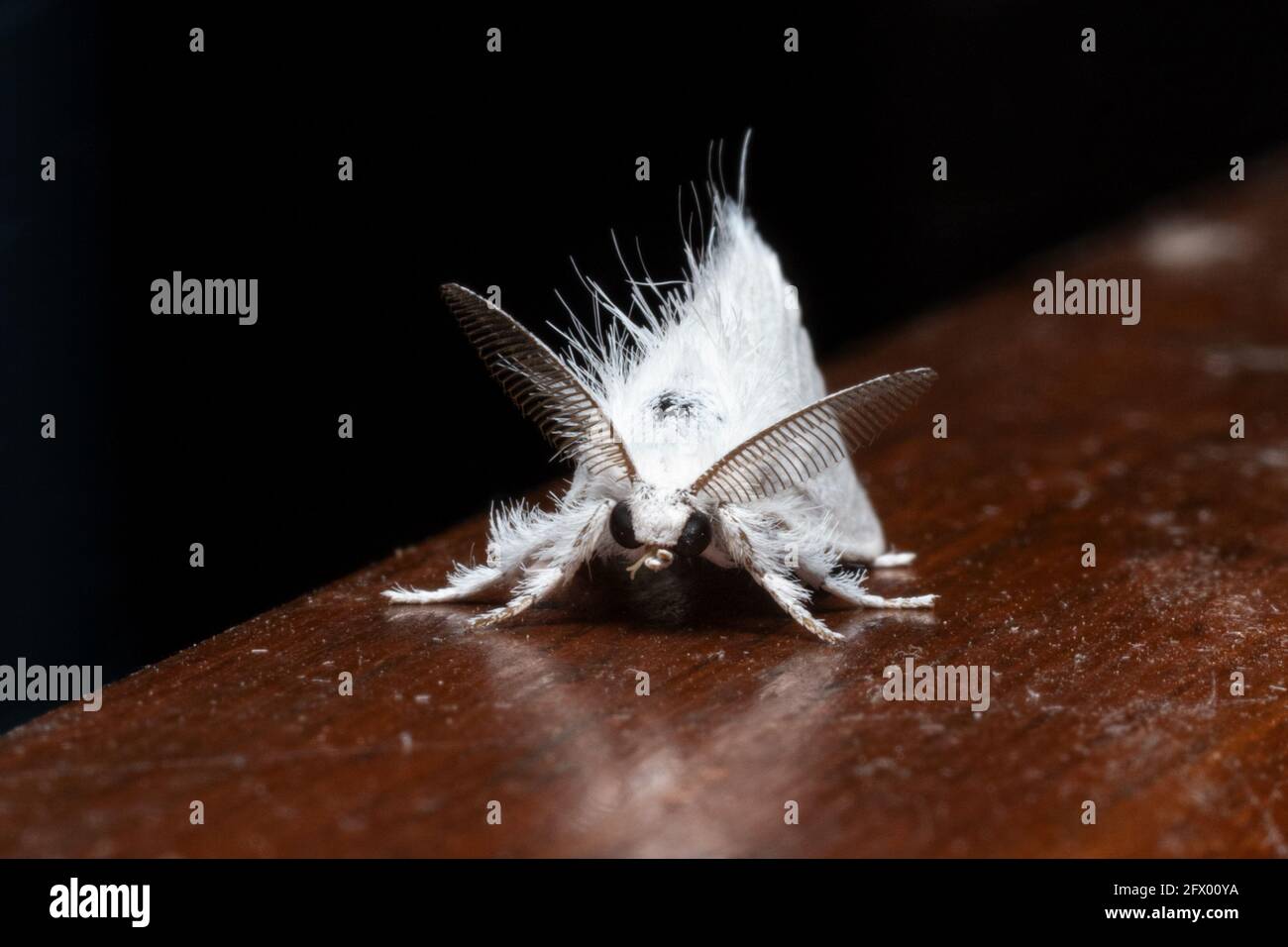 Sphrageidus similis the gold tail toth front view stock photo Foto Stock