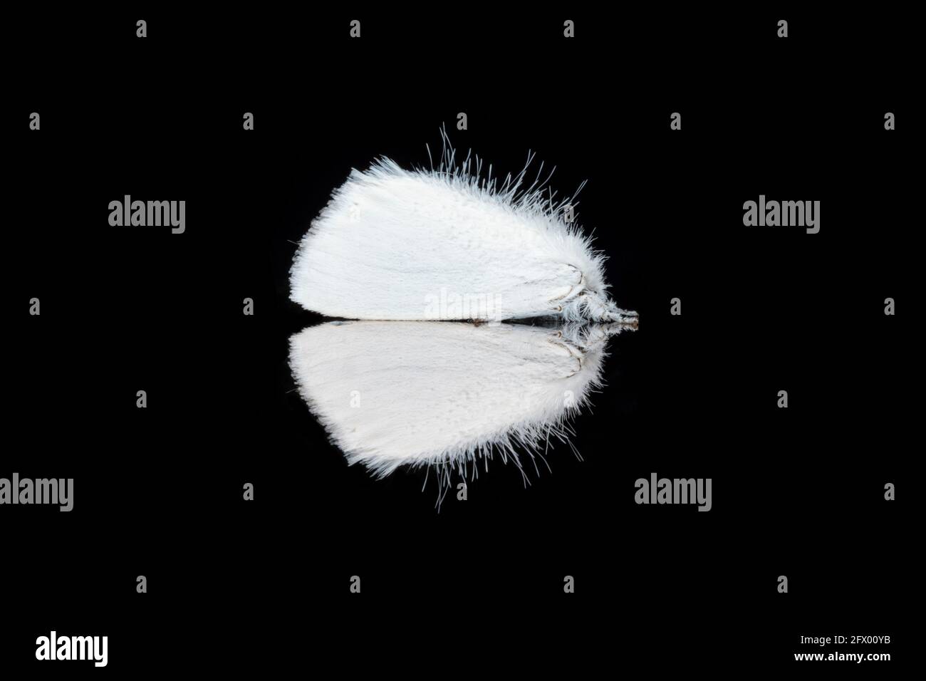 Sphrageidus similis il materiale di riflessione vista laterale della coda d'oro foto Foto Stock