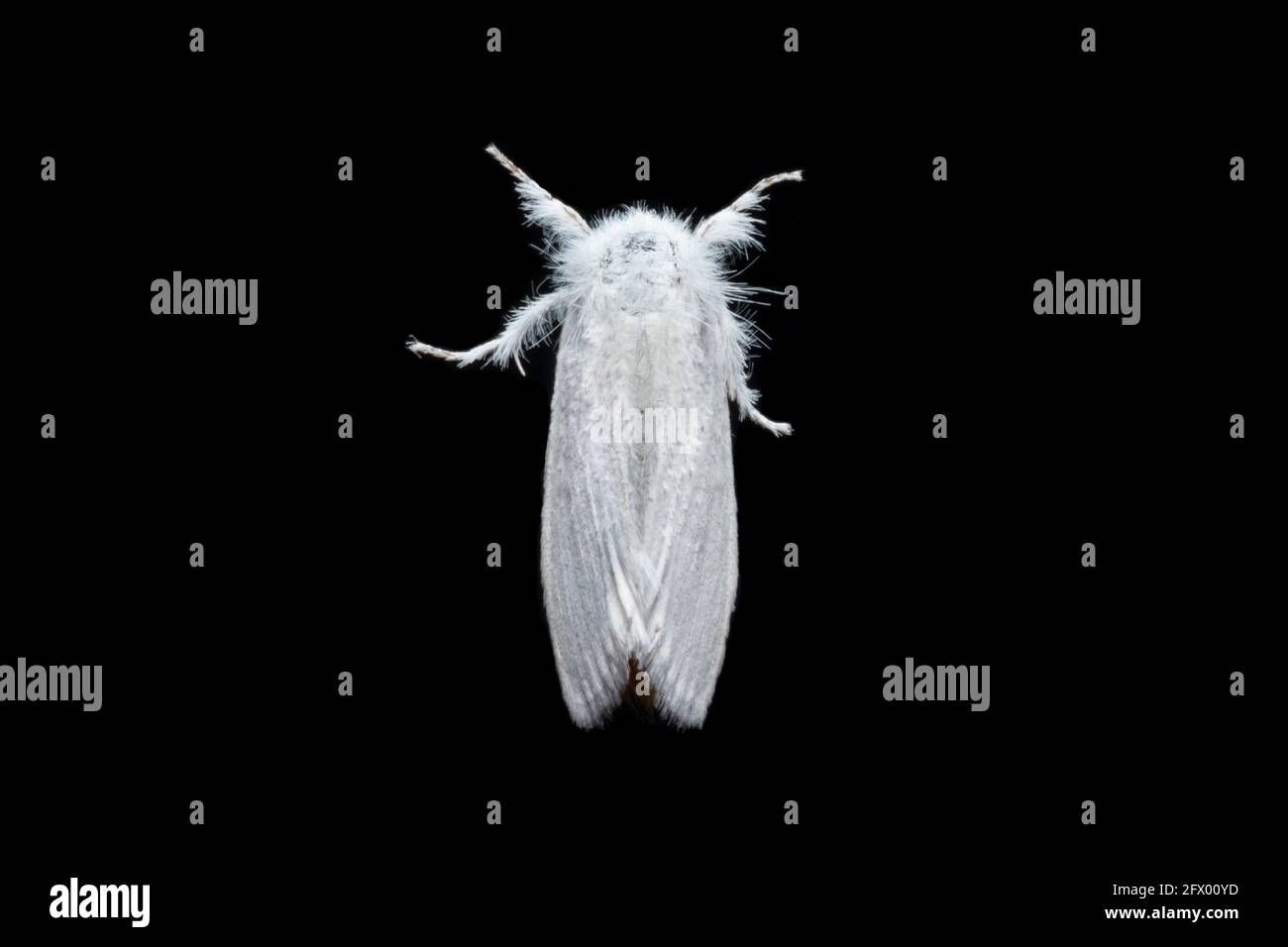 Sphrageidus similis the gold tail Moth top view stock photo Foto Stock
