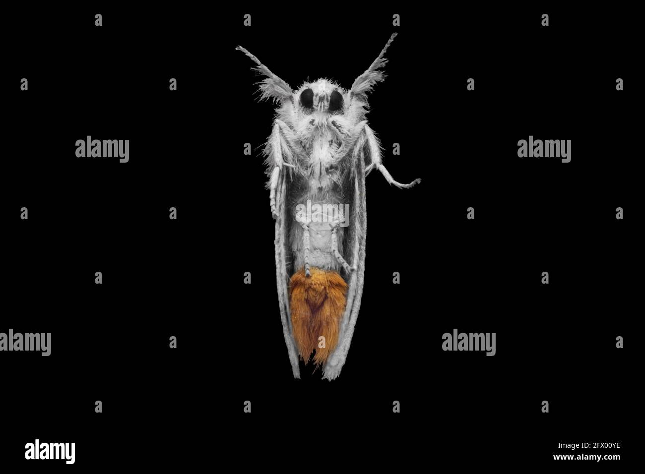 Sphrageidus similis the gold tail moth under view foto d'inventario Foto Stock
