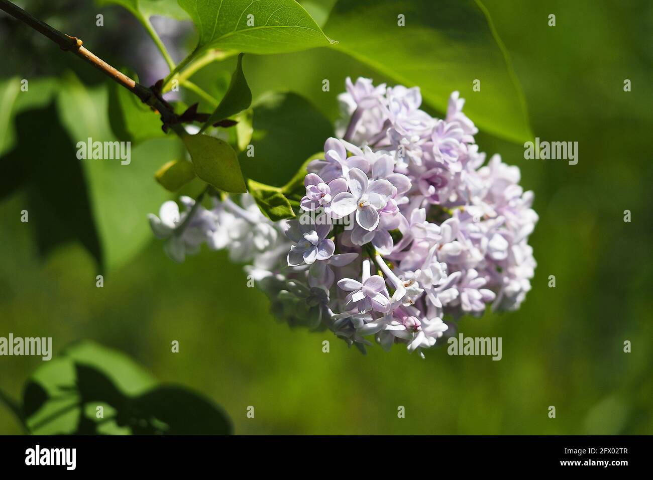 Fiore lilla, cespuglio lilla in natura. Macrofotografia di lilaci su sfondo verde. Foto Stock