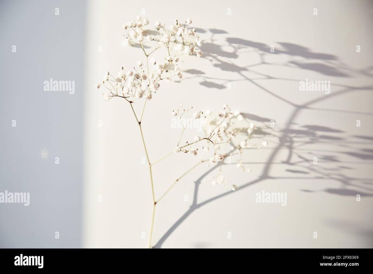 Salvare il pianeta e il concetto di riscaldamento globale. Fiore Gypsophila incollato allo sfondo con ombre Foto Stock