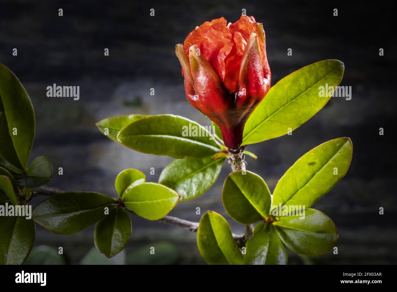 Macro Studio Foto di Pomegranate Bud and Blossom in fase Uno su sfondo di legno Foto Stock