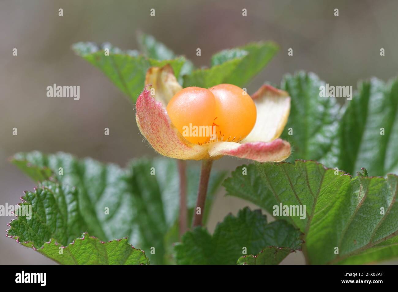 Cloudberry, Rubus chamaemorus, bacche commestibili selvatiche che crescono in torbiere Foto Stock