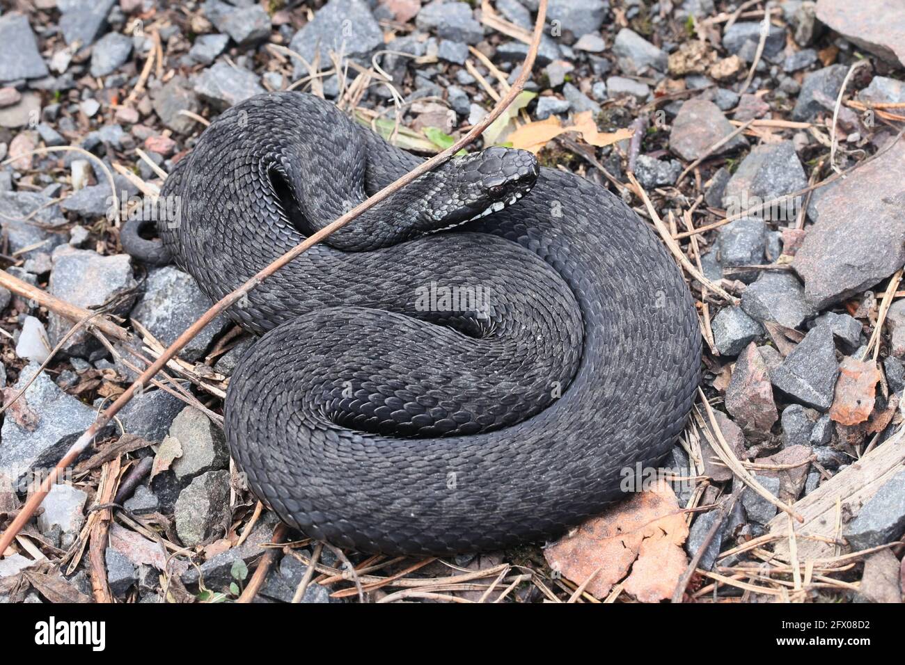 Forma nera di Vipera berus, conosciuta come il comune sommatore europeo o vipera comune Foto Stock
