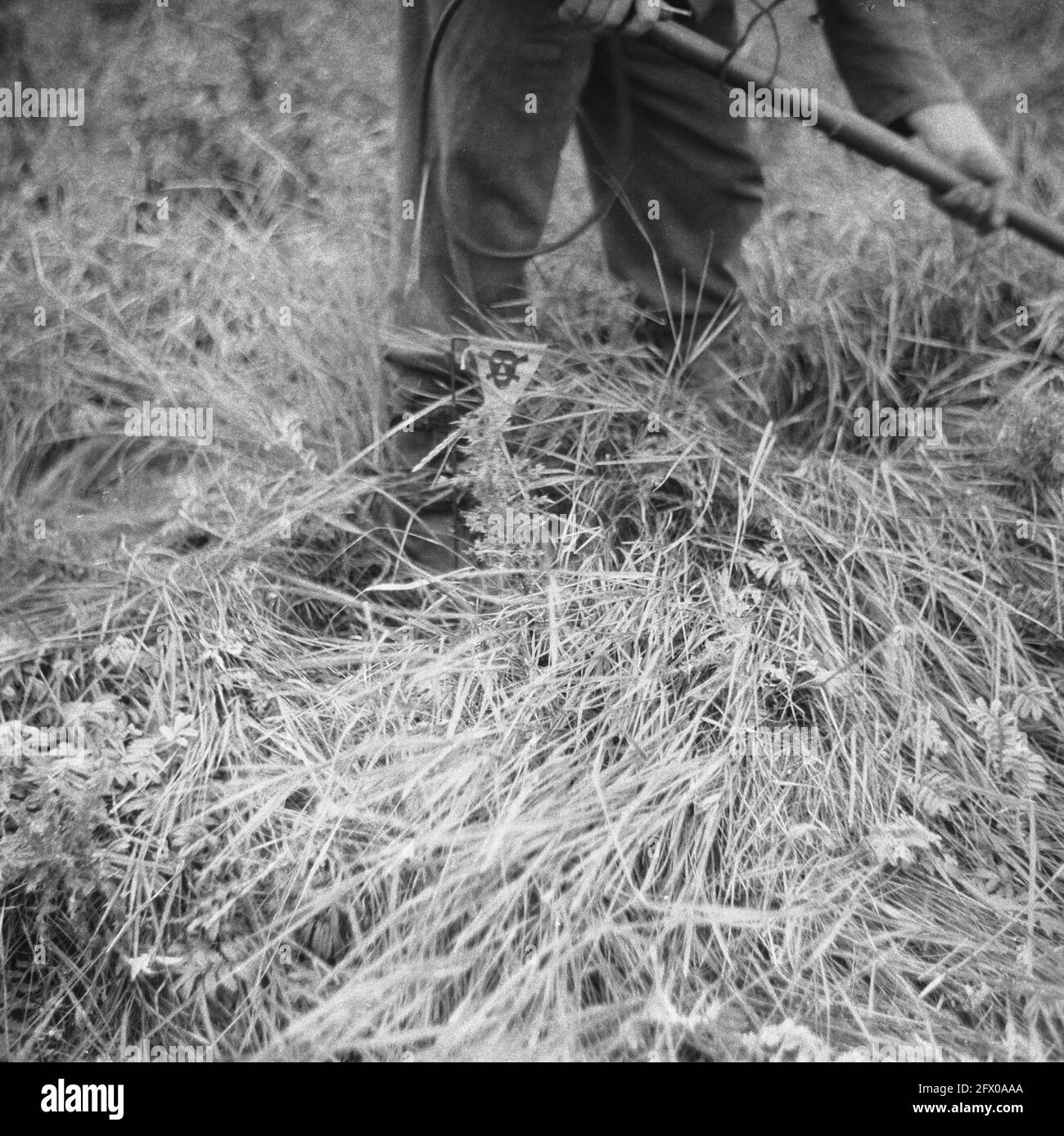 [Serie di mine terrestri sbarbate in Hook of Holland], agosto 1945, mine terrestri, sdoganamento, seconda guerra mondiale, Ricostruzione, Paesi Bassi, foto agenzia stampa del XX secolo, notizie da ricordare, documentario, fotografia storica 1945-1990, storie visive, Storia umana del XX secolo, che cattura momenti nel tempo Foto Stock