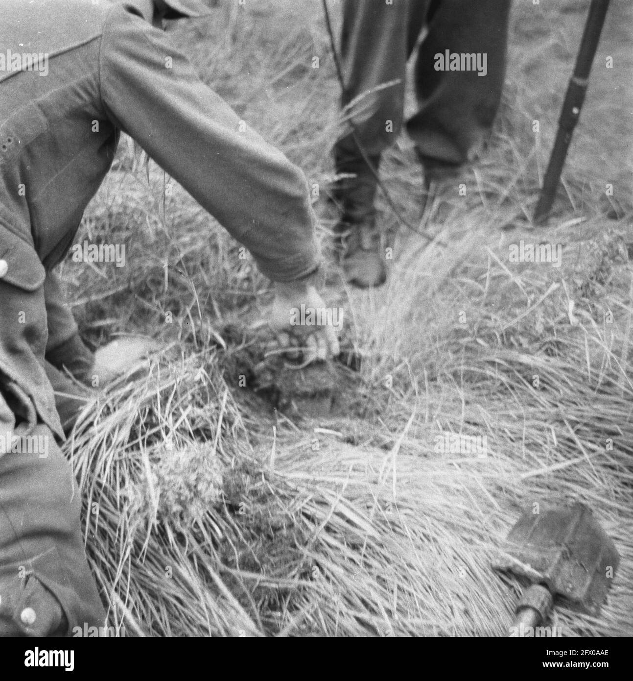 [Serie di mine terrestri liberate in Hook of Holland], agosto 1945, mine terrestri, sminamento, seconda guerra mondiale, Ricostruzione, Paesi Bassi, foto agenzia stampa del XX secolo, notizie da ricordare, documentario, fotografia storica 1945-1990, storie visive, Storia umana del XX secolo, che cattura momenti nel tempo Foto Stock