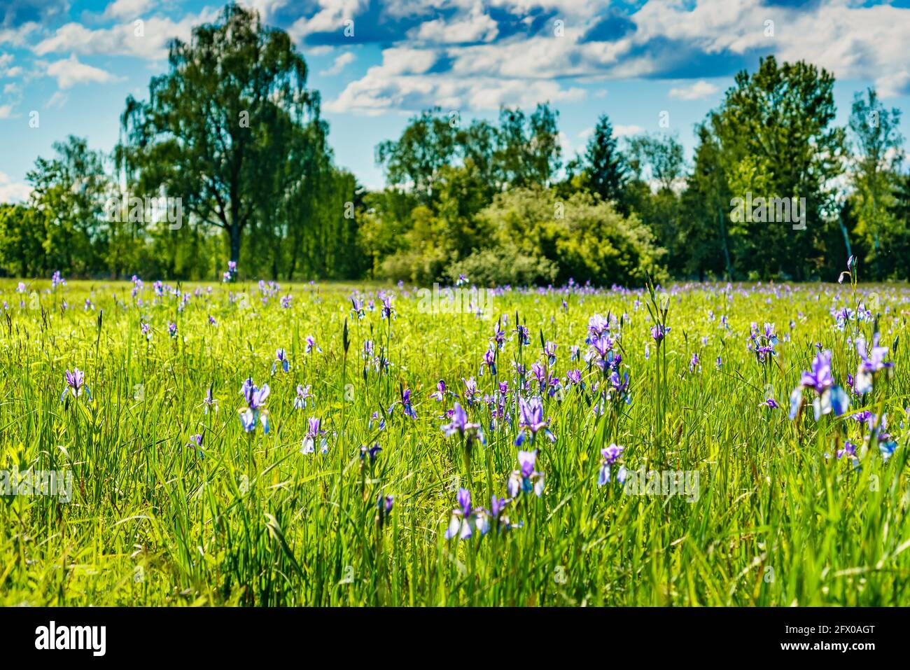 blaue sibirische Schwertlilien in einem Naturschutzgebiet, auf einem Feld mit Gras und Schillf. Blue Iris, bianco e blu Lilly nella riserva naturale Foto Stock