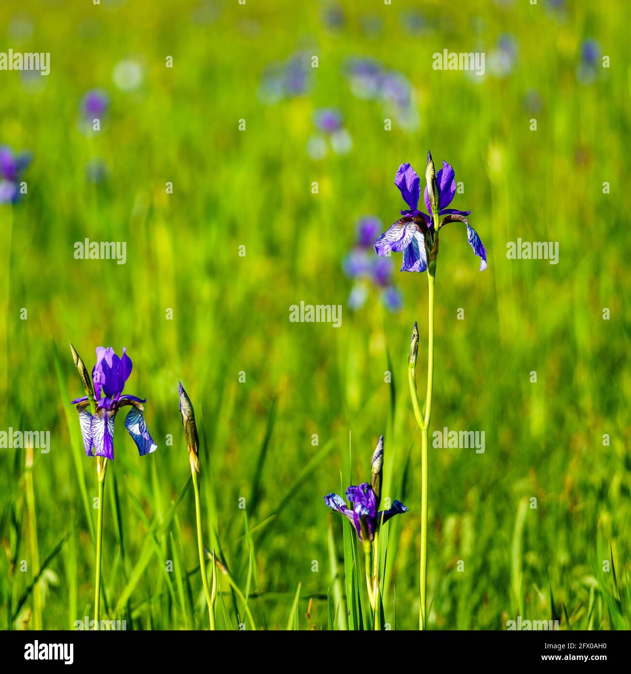 blaue sibirische Schwertlilien in einem Naturschutzgebiet, auf einem Feld mit Gras und Schillf. Blue Iris, bianco e blu Lilly nella riserva naturale Foto Stock
