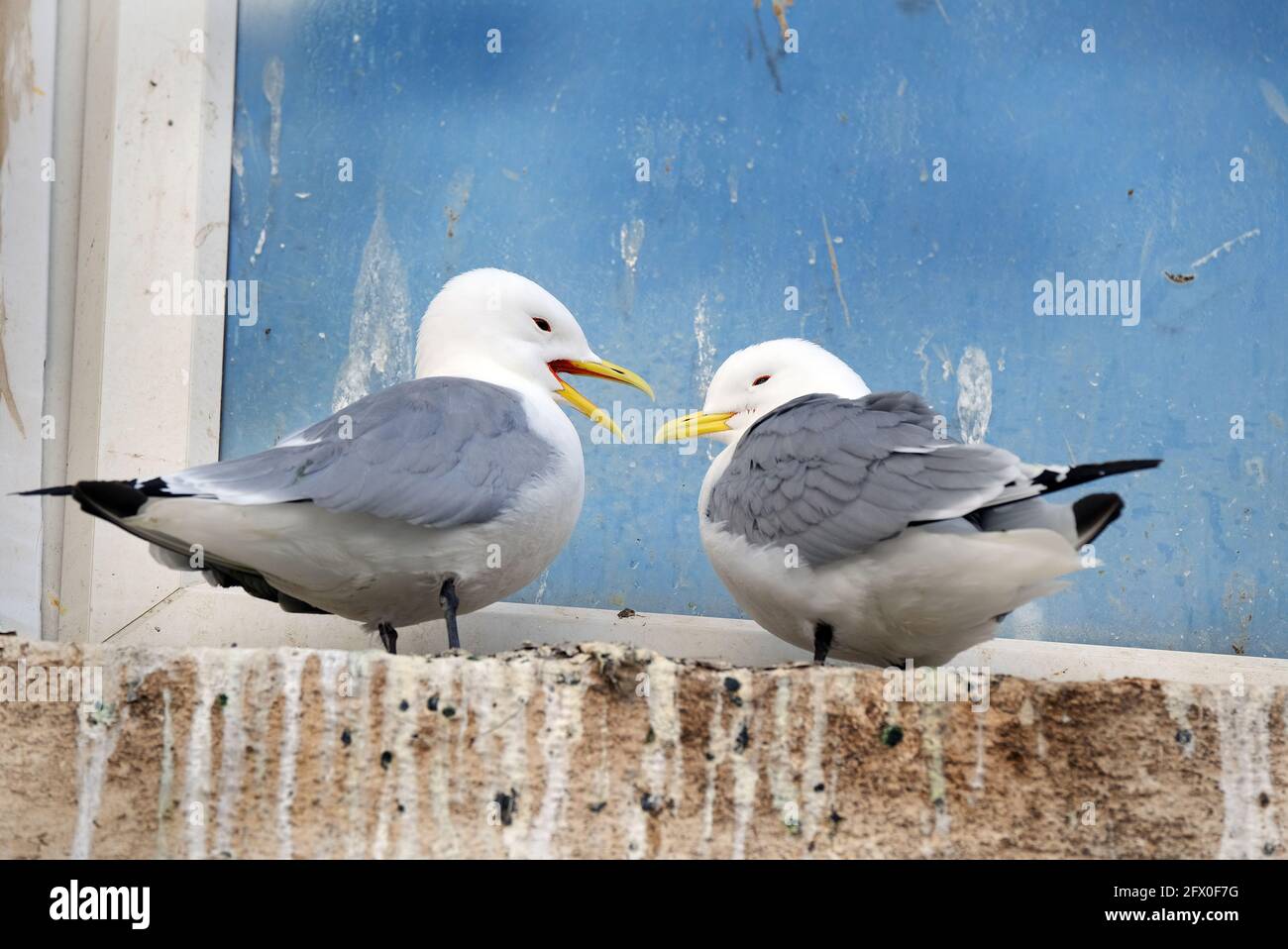 I kittiwakes sono due specie di uccelli della famiglia dei gabbiano Laridae, il kittiwake dalle zampe nere e il kittiwake dalle zampe rosse. Foto Stock