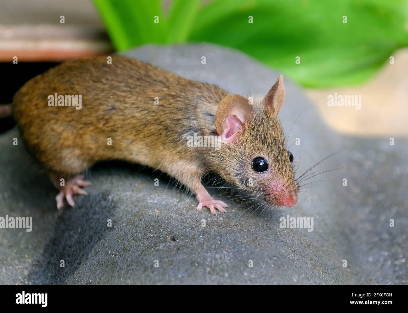 Il topo di casa è un piccolo mammifero dell'ordine Rodentia,  caratteristicamente avente un muso appuntito, grandi orecchie arrotondate,  e una coda lunga e pelosa Foto stock - Alamy