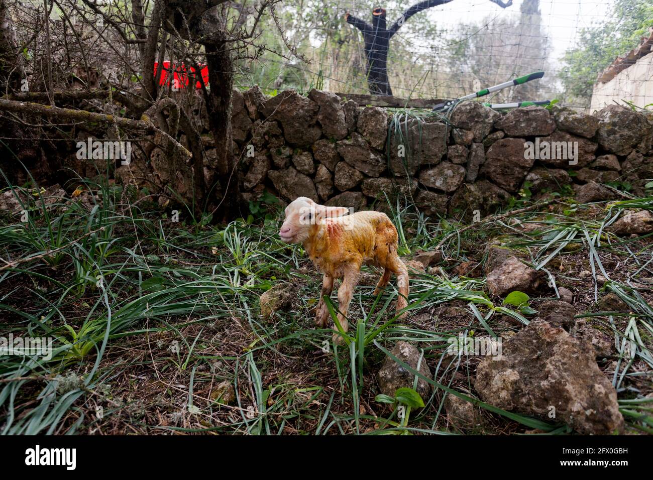 Carino agnello a tutta lunghezza con pelliccia umida sporca in piedi su verdeggianti praterie in cortile Foto Stock