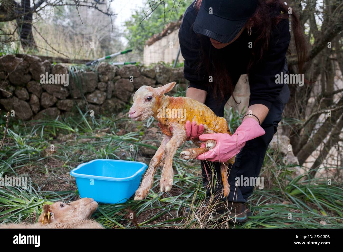 Crop anonimo agricoltore femmina in nero usura piegando in avanti e. portare carino pecore neonato in campagna estiva Foto Stock