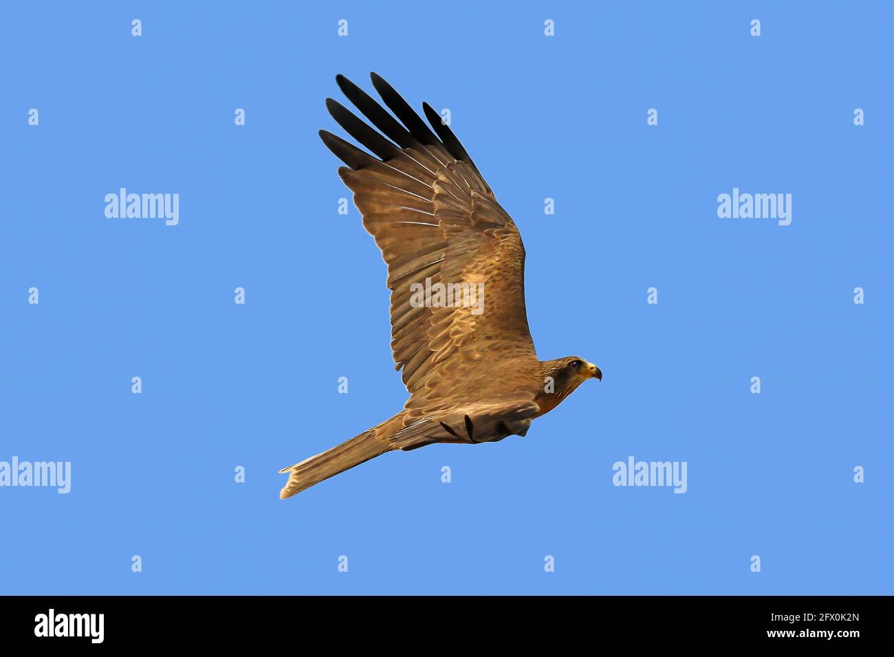 Black Kite - Milvus migrans - volare nel Parco Nazionale di Donana, Andalusia, Spagna Foto Stock