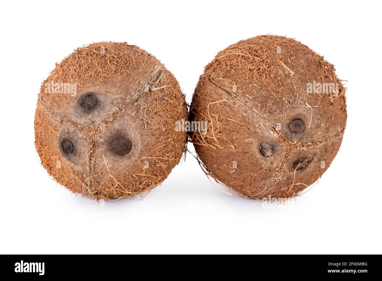 Noci di cocco intere isolate su sfondo bianco. Frutta di cocco sbucciata che mostra i tre pori caratteristici Foto Stock
