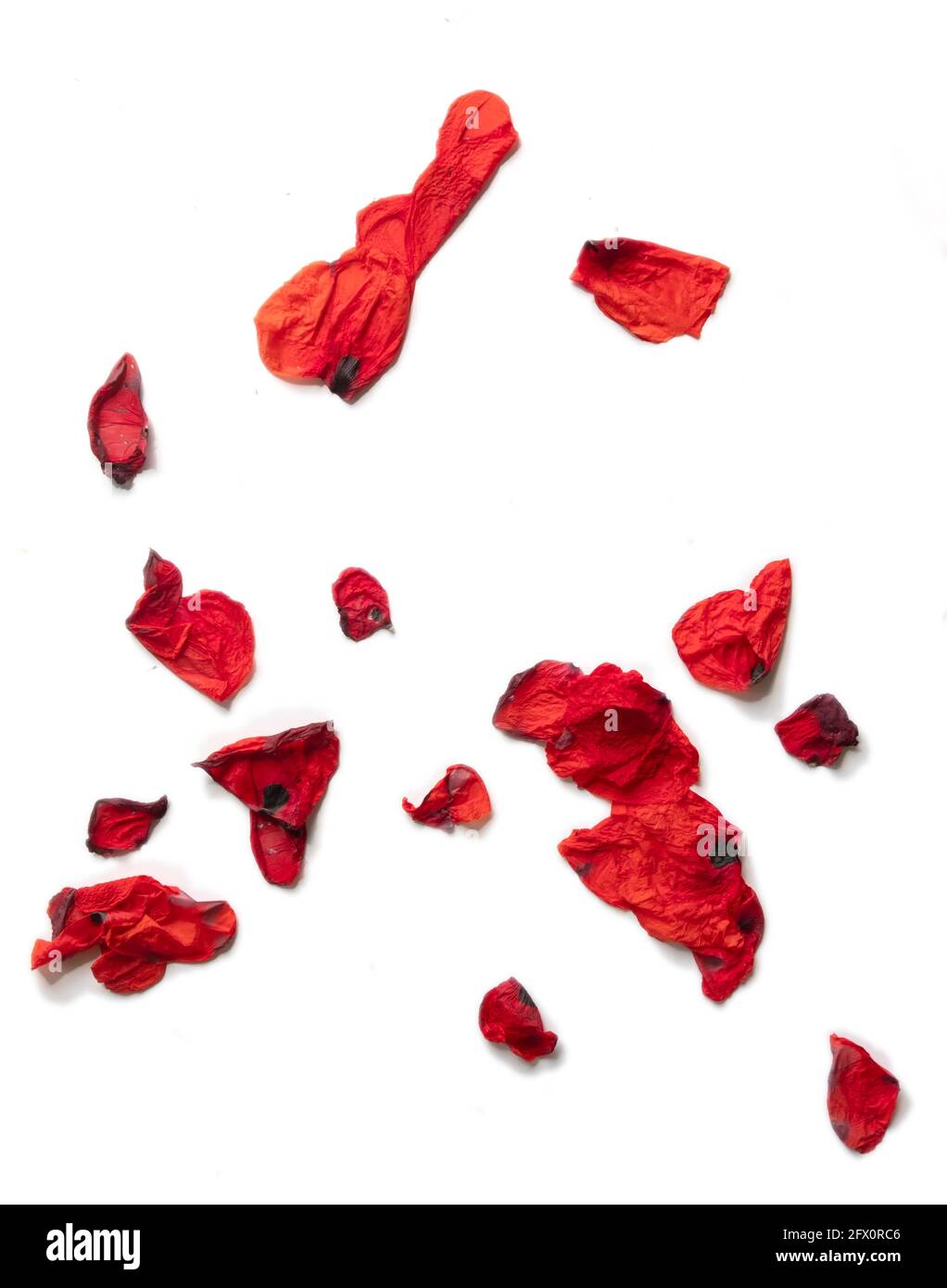 Motivo floreale senza cuciture di foto di alcuni petali di fiori di papavero rosso e nero appassiti, disposti in modo creativo, isolati su bianco Foto Stock