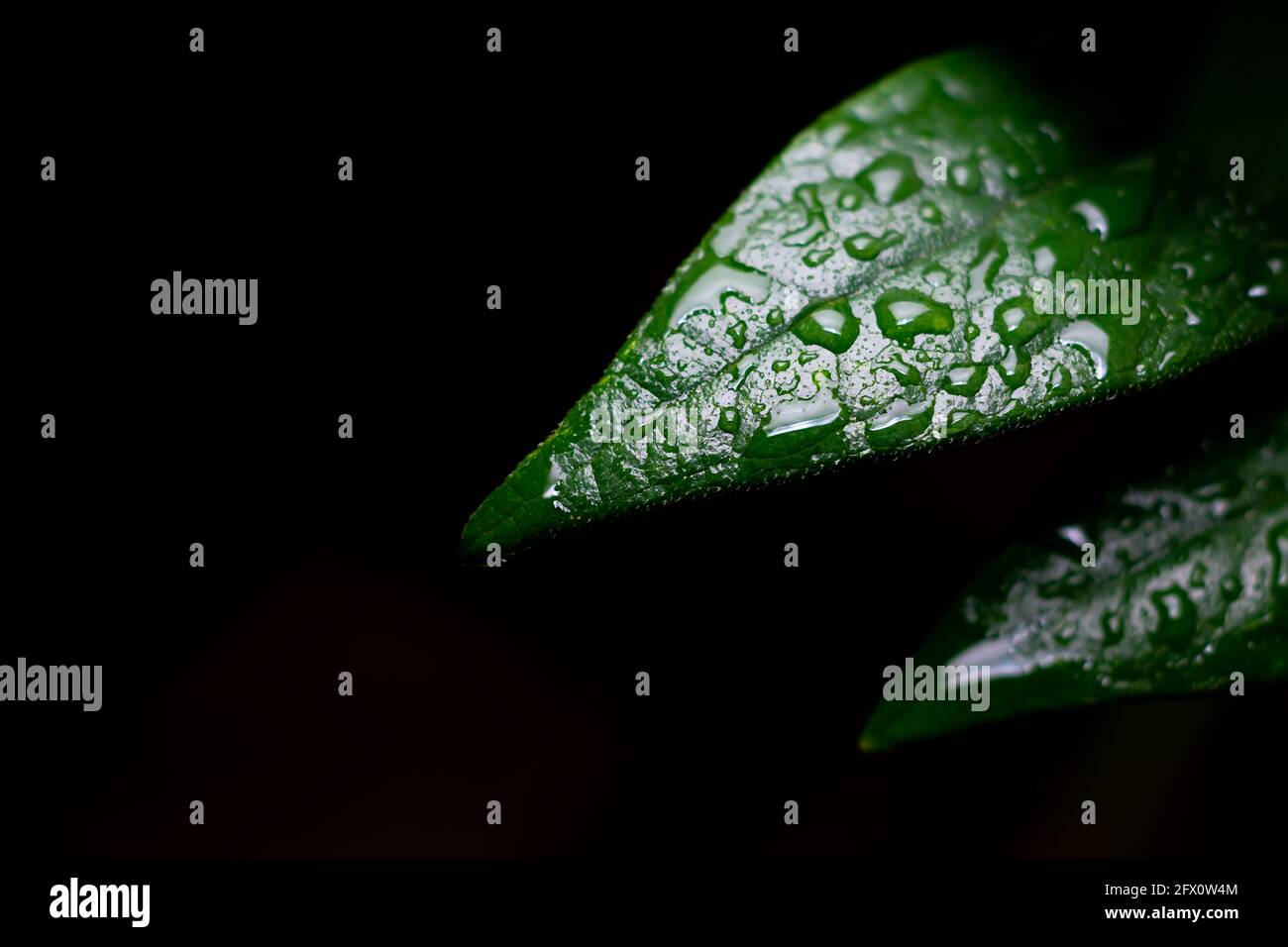Sfondo naturale di foglie verdi di pianta con gocce di pioggia e sfondo scuro. Messa a fuoco differenziale utilizzata. Foto Stock