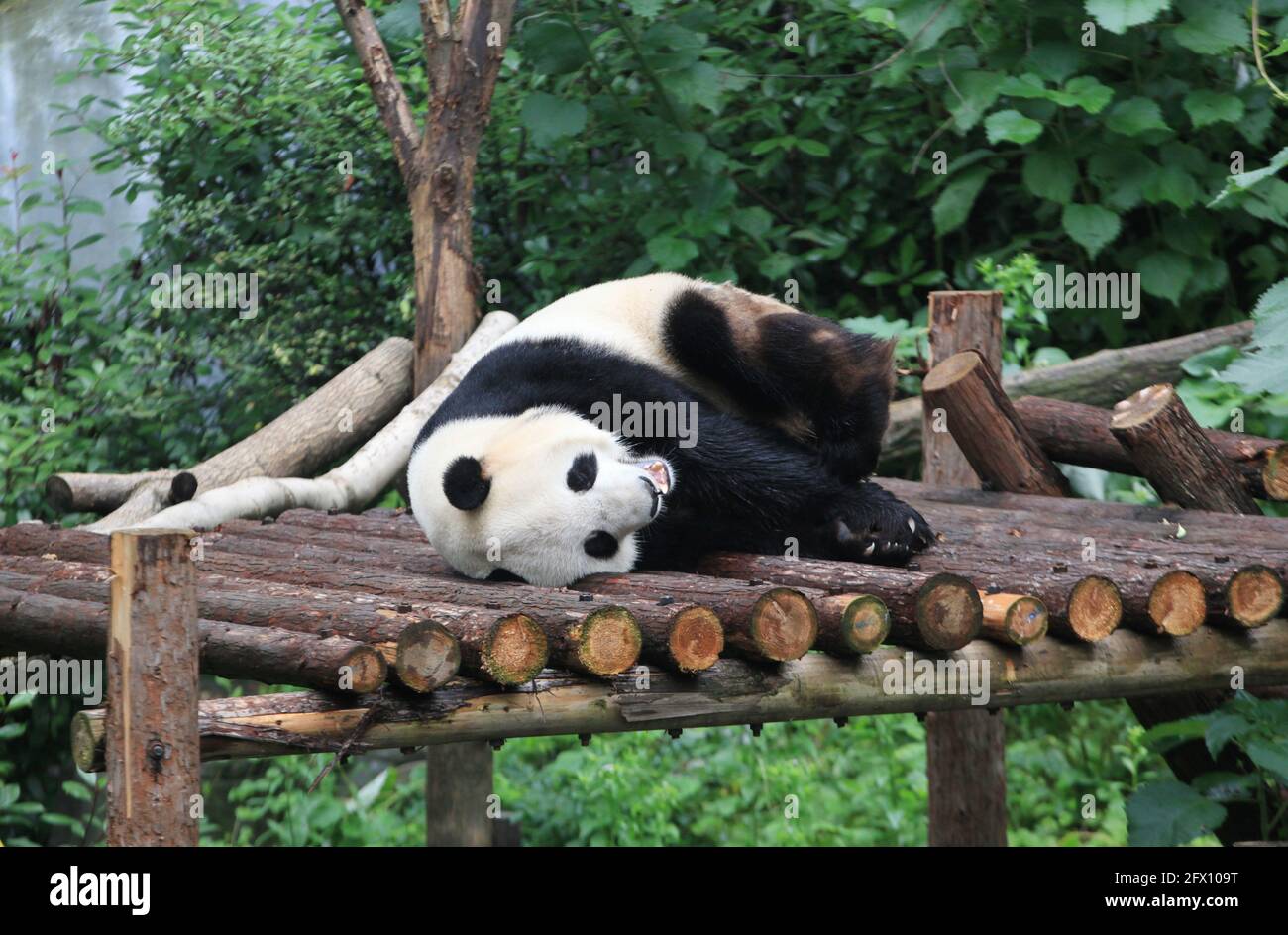Nanjing, Nanjing, Cina. 25 Maggio 2021. Il 23 maggio 2021, nella gigantesca casa dei panda dello zoo della foresta di Hongshan a Nanjing, ci sono tre panda giganti, Pingping (maschio), Jiujiu (femmina) e ''Hehe''. I tre panda giganti vivono nello zoo ogni giorno. Vendere cuteness ed avere divertimento, alcuni ''Lay Flat'' e mangiare bambù, e alcuni saliranno gli alberi per esercitarsi e giocare, che è molto interessante. Credit: SIPA Asia/ZUMA Wire/Alamy Live News Foto Stock