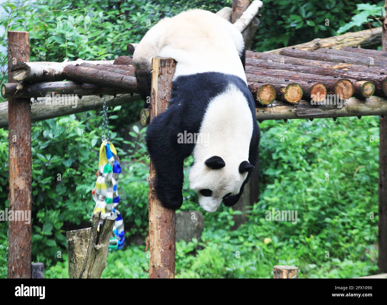 Nanjing, Nanjing, Cina. 25 Maggio 2021. Il 23 maggio 2021, nella gigantesca casa dei panda dello zoo della foresta di Hongshan a Nanjing, ci sono tre panda giganti, Pingping (maschio), Jiujiu (femmina) e ''Hehe''. I tre panda giganti vivono nello zoo ogni giorno. Vendere cuteness ed avere divertimento, alcuni ''Lay Flat'' e mangiare bambù, e alcuni saliranno gli alberi per esercitarsi e giocare, che è molto interessante. Credit: SIPA Asia/ZUMA Wire/Alamy Live News Foto Stock