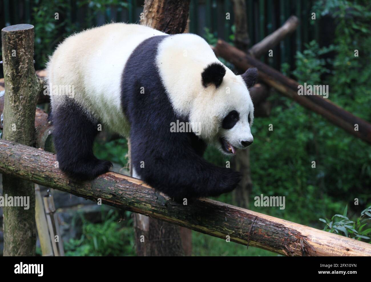 Nanjing, Nanjing, Cina. 25 Maggio 2021. Il 23 maggio 2021, nella gigantesca casa dei panda dello zoo della foresta di Hongshan a Nanjing, ci sono tre panda giganti, Pingping (maschio), Jiujiu (femmina) e ''Hehe''. I tre panda giganti vivono nello zoo ogni giorno. Vendere cuteness ed avere divertimento, alcuni ''Lay Flat'' e mangiare bambù, e alcuni saliranno gli alberi per esercitarsi e giocare, che è molto interessante. Credit: SIPA Asia/ZUMA Wire/Alamy Live News Foto Stock