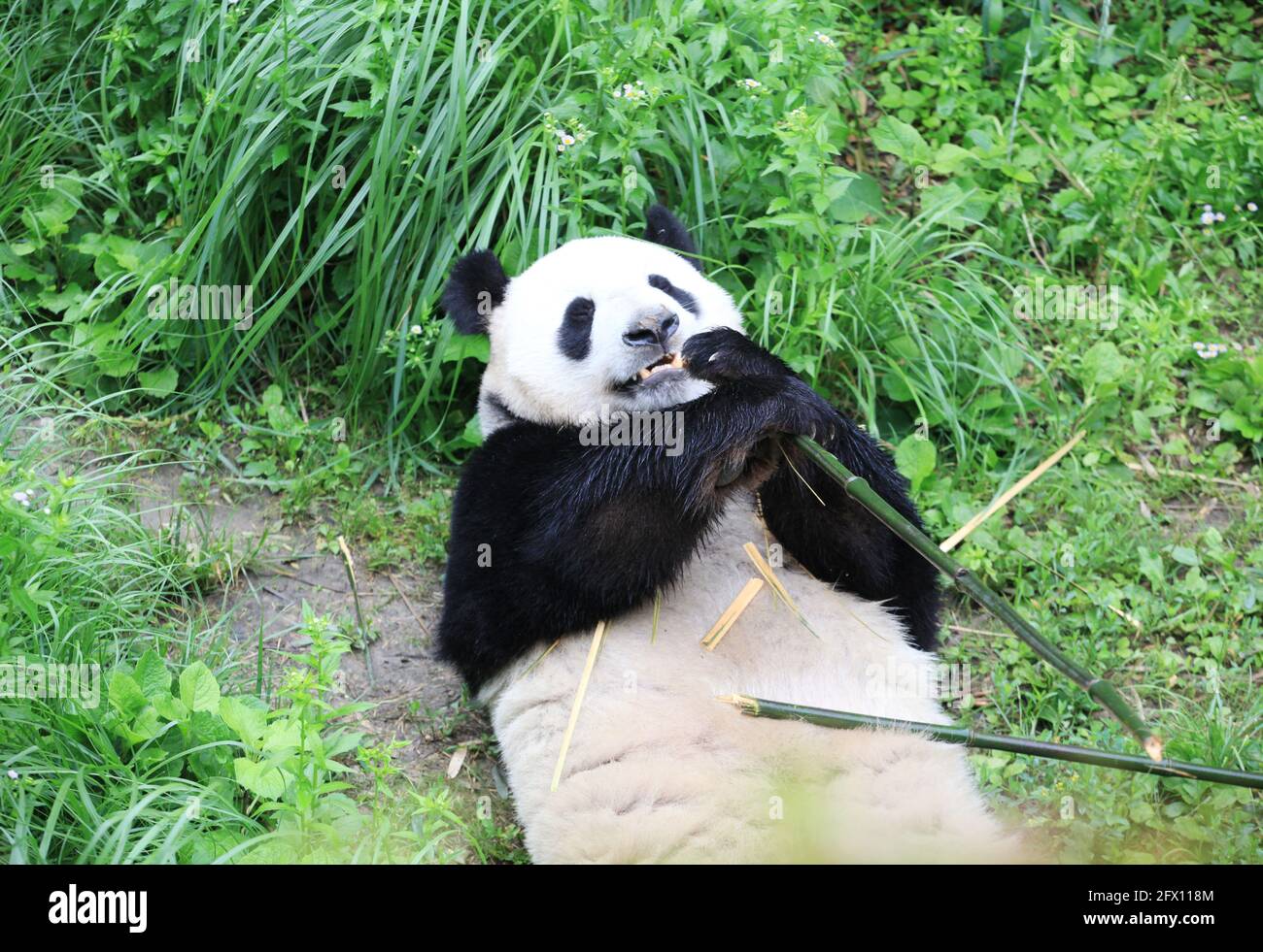 Nanjing, Nanjing, Cina. 25 Maggio 2021. Il 23 maggio 2021, nella gigantesca casa dei panda dello zoo della foresta di Hongshan a Nanjing, ci sono tre panda giganti, Pingping (maschio), Jiujiu (femmina) e ''Hehe''. I tre panda giganti vivono nello zoo ogni giorno. Vendere cuteness ed avere divertimento, alcuni ''Lay Flat'' e mangiare bambù, e alcuni saliranno gli alberi per esercitarsi e giocare, che è molto interessante. Credit: SIPA Asia/ZUMA Wire/Alamy Live News Foto Stock