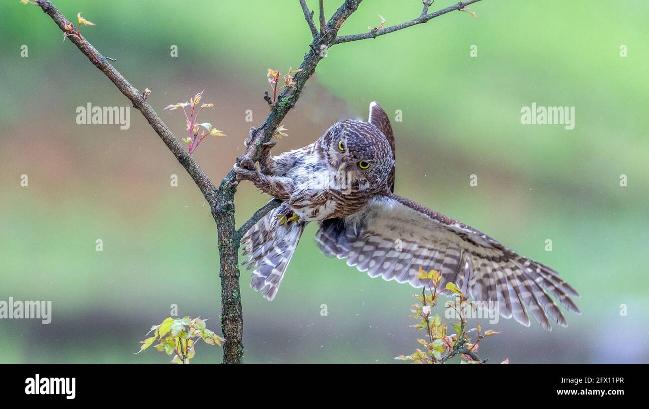 25 maggio 2021, Nanchuan, Nanchuan, Cina: L'Owl con testa a barra è stato fotografato nella Riserva Naturale Nazionale della montagna di Jinfo nel distretto di Nanchuan, Chongqing City il 23 maggio 2021. Il gufo a testa piatta, comunemente noto come gufo, è un animale nazionale protetto di seconda classe ed è un gufo piccolo. Con una lunghezza del corpo di 20-26 cm, è l'individuo più grande del gufo, con un viso incospicuo e nessun grappolo di piuma d'orecchio. Credit: ZUMA Press, Inc./Alamy Live News Foto Stock