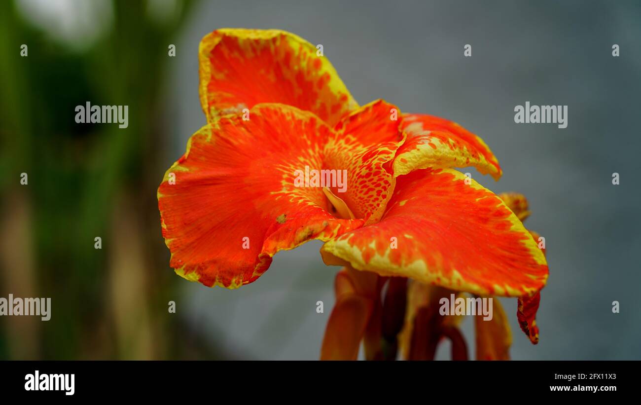 Fuoco selettivo, primo piano di canna indica nel giardino. Primo piano Indian Shot (Cannaceae) fiore singolo, sfondo sfocato Foto Stock