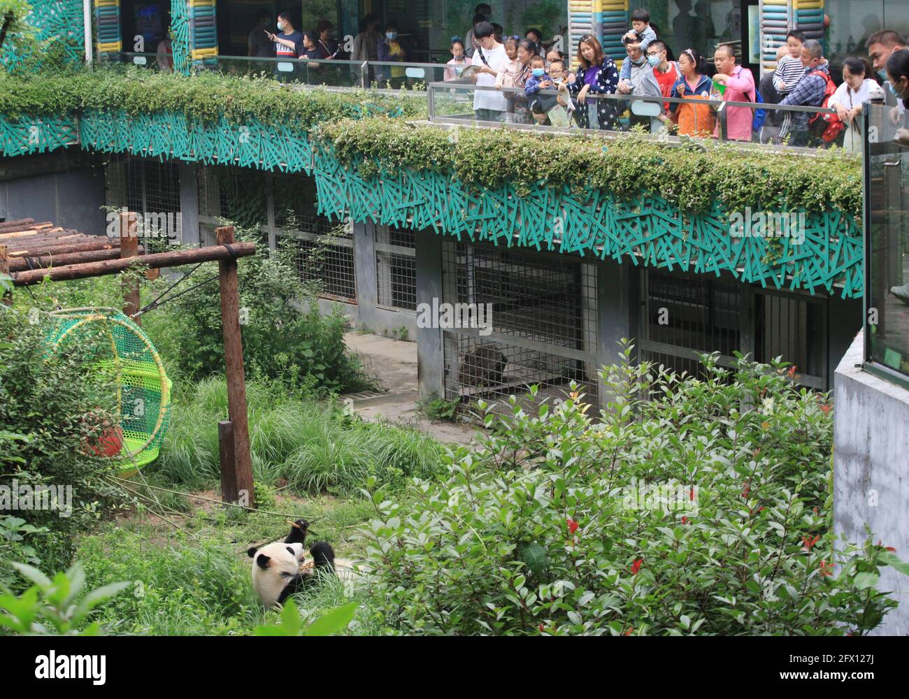 Nanjing, Nanjing, Cina. 25 Maggio 2021. Il 23 maggio 2021, nella gigantesca casa dei panda dello zoo della foresta di Hongshan a Nanjing, ci sono tre panda giganti, Pingping (maschio), Jiujiu (femmina) e ''Hehe''. I tre panda giganti vivono nello zoo ogni giorno. Vendere cuteness ed avere divertimento, alcuni ''Lay Flat'' e mangiare bambù, e alcuni saliranno gli alberi per esercitarsi e giocare, che è molto interessante. Credit: SIPA Asia/ZUMA Wire/Alamy Live News Foto Stock