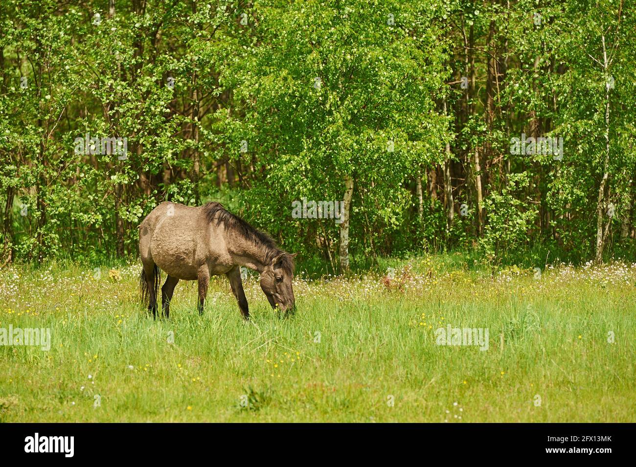 Konik Polacco - un cavallo che pascolano in un prato su una giornata di sole Foto Stock