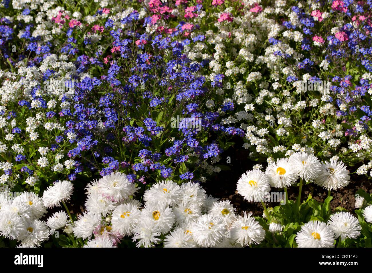 La Pom-Pom o Bellis Daisy, una delle piante da letto preferite, è una varietà orticola che offre esposizioni impressionanti e durature Foto Stock