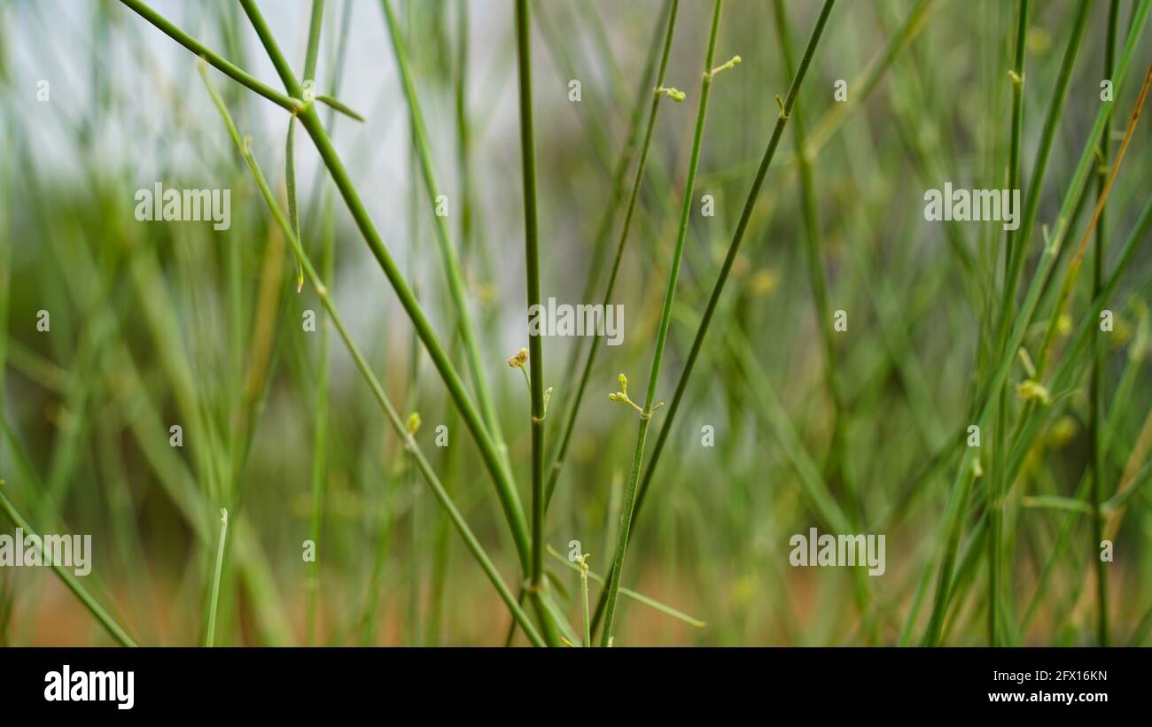 Splendida vista sulle piante verdi con sfondo sfocato. Colpo astratto di campo agricolo in India. Foto Stock