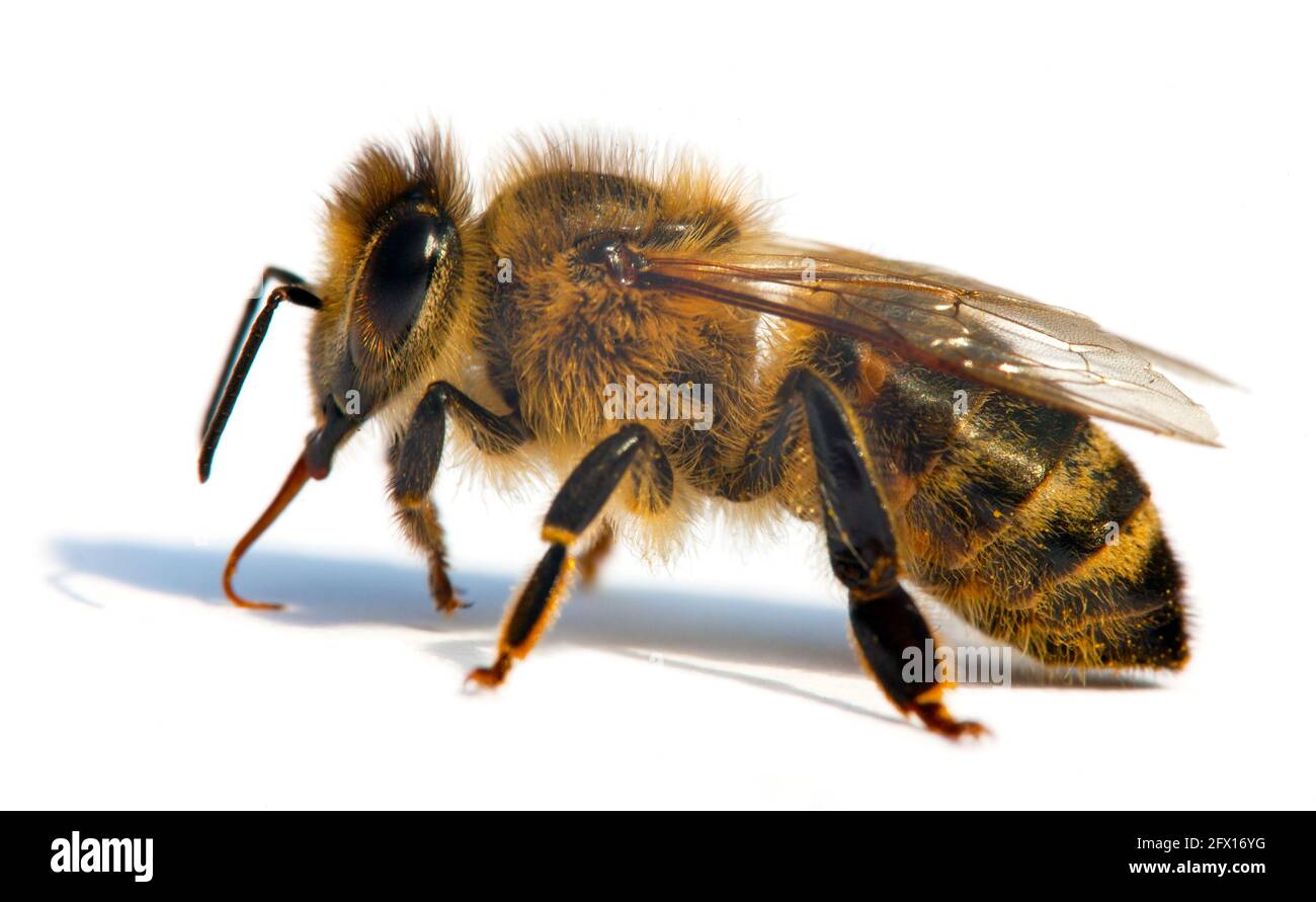 Particolare di ape o di ape in latino Apis mellifera, europeo o occidentale ape miele isolato su sfondo bianco Foto Stock